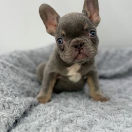 Flurry - Blue male French Bulldog puppy in Alexandria, Virginia from Boss Lady Kennel