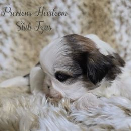 Boy 1 - Gold and white male Shih Tzu puppy in Enid, Oklahoma from Precious Heirloom Shih Tzus