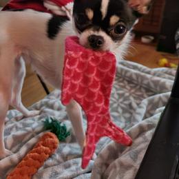 Chihuahua Puppies from Fine Whines & Lickers