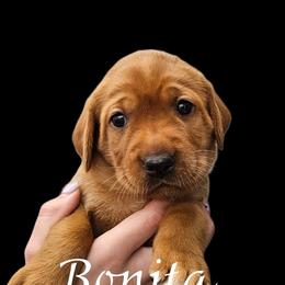 Bonita - Yellow female Labrador Retriever puppy in Sidney, Nebraska from Nebraska Strong Labradors