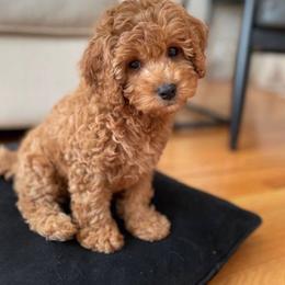 Angel - Red  female Goldendoodle puppy in Brandon, Florida from Murphys Doodles