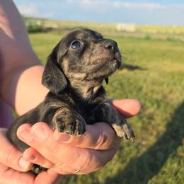 Brindle - Brindle female Dachshund puppy in Great Falls, Montana from Green Dragon Kennel