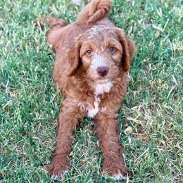 Churro - Red  male Goldendoodle puppy in Comanche, Texas from Central Texas Doodles, LLC.