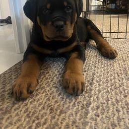 Rottweiler Puppies from CG Rottweilers