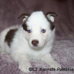 Jersey - Red and white female Pomsky puppy in Centerville, Iowa from LJ Kennels Pomskies, LLC
