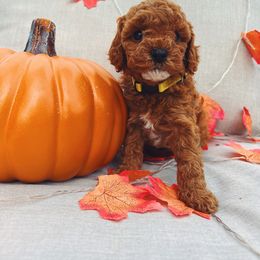 Assorted Doodle Crosses and Cavapoo Puppies from CavaloveNJ