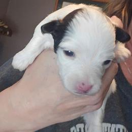 Girl2 - Chocolate female Havanese puppy in Columbus, Ohio from Havanese Puppies Columbus