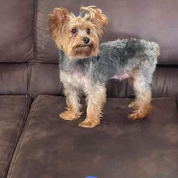 Willow - Yorkshire Terrier