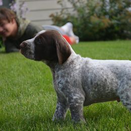 German Shorthaired Pointer Puppies from Westpointe