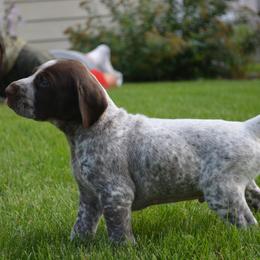 German Shorthaired Pointer Puppies from Westpointe