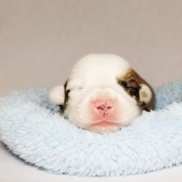 American Corgi and Pembroke Welsh Corgi Puppies from Whimsical Treasure Corgis