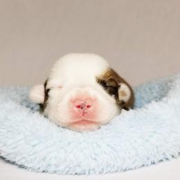 American Corgi and Pembroke Welsh Corgi Puppies from Whimsical Treasure Corgis
