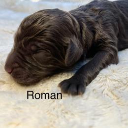 Roman - Chocolate male Goldendoodle puppy in New Ringgold, Pennsylvania from Hawk Mountain Doodles