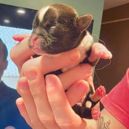 Bon Bon - Black gold and white female Shih Tzu puppy in Lancaster, Ohio from Wandering Tzu