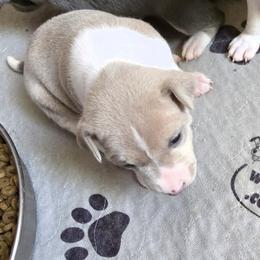 Girl 4 - female Basenji puppy in Eugene, Oregon from Basenji Puppies