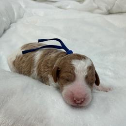 Linus - Parti male Goldendoodle puppy in Stratford, New Jersey from Meadow Lark Doodles