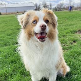 Tiny  - Toy Australian Shepherd
