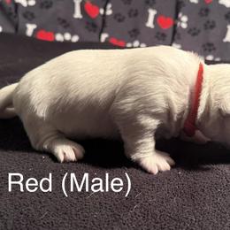 Kristoff is middle of the pack at 2lbs 9ozs - White male West Highland White Terrier puppy in Metairie, Louisiana from HB Westies
