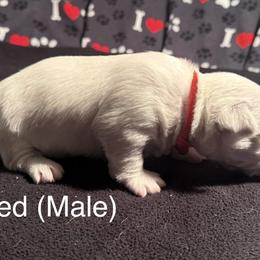 Kristoff is middle of the pack at 2lbs 9ozs - White male West Highland White Terrier puppy in Metairie, Louisiana from HB Westies