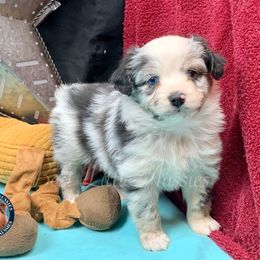 Miniature Australian Shepherd and Toy Australian Shepherd Puppies from Best Little Aussies