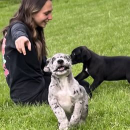 Great Dane Puppies from BkB’s House of Danes