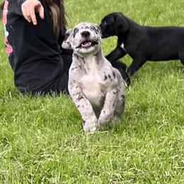 Great Dane Puppies from BkB’s House of Danes
