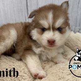 Smith - Red and white male Pomsky puppy in Eastman, Georgia from Once Upon A Pomsky