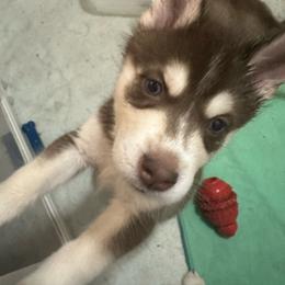 Leia - Red and white female Siberian Husky puppy in Lakeland, Florida from Ice Blue Legacy Siberians Huskies
