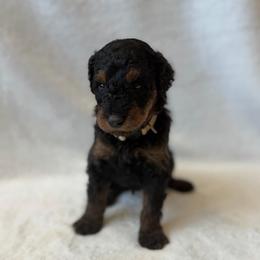 Boy 3 - Black male Goldendoodle puppy in Valley Farms, Arizona from Gall’s Doodle Ranch