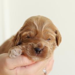 Red - Apricot male Australian Labradoodle puppy in Williamstown, New York from Lewis Manor Labradoodles
