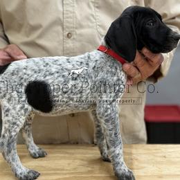 Rose red collar - Black roan female German Shorthaired Pointer puppy in Six Mile, South Carolina from The Proper Pointer Co.