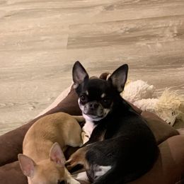 Chihuahua Puppies from LANDSLIDE CHIHUAHUAS