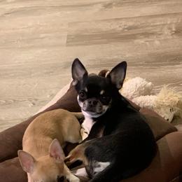 Chihuahua Puppies from LANDSLIDE CHIHUAHUAS