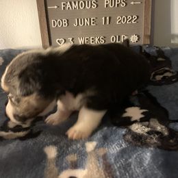 American Corgi Puppies from Mac-Kuz Kennels