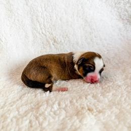 Donut - Red and white female American Corgi puppy in Pahrump, Nevada from Desert Sunset Corgis