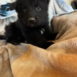 Luner - Black male German Shepherd puppy in Jennings, Kansas from Lost Creek German Shepherds LLC