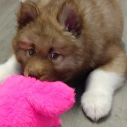 Siberian Huskies from Kat's SmallWorld of Siberians