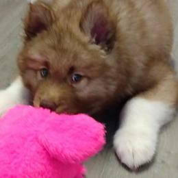 Siberian Huskies from Kat's SmallWorld of Siberians