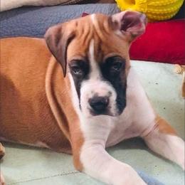Boxer puppies from AKC Boxer Club Plainville and Plank trail boxers