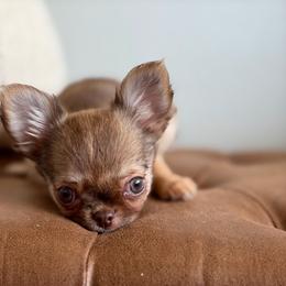 Anastasia 6550 - Chocolate sabled fawn female Chihuahua puppy in Beaumont, Texas from Down south pups