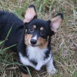 Lightning - Black and tan male Pembroke Welsh Corgi puppy in Fayetteville, Arkansas from Intergalactic Corgis