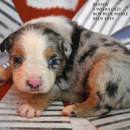 Buddy - Blue merle male Miniature Australian Shepherd puppy in Patterson, North Carolina from DreamLine Aussies