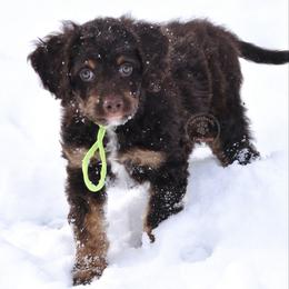 Green boy - Brown male Bernedoodle puppy in Waukesha, Wisconsin from Bernedoodle Boutique (and Cavapoos)