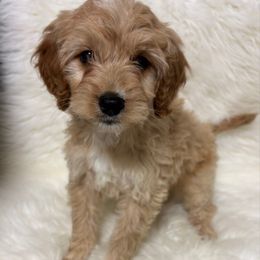 Girl 1 - Cream female Goldendoodle puppy in West Point, Iowa from Circle A Mini Goldendoodles and Mini Bernedoodles