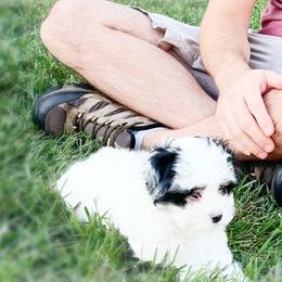 Havanese from Havanese