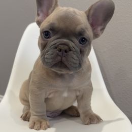 French Bulldog Puppies from Kim Ontiveros