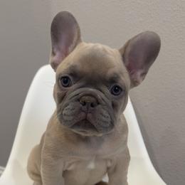 French Bulldog Puppies from Kim Ontiveros