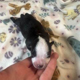 Eclipse - Black tri female Miniature Australian Shepherd puppy in Interlachen, Florida from Lucky Bones Miniature Australian Shepherds
