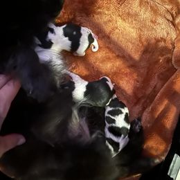 Pomeranian Puppies from A Sample Of Gods Love Kennels