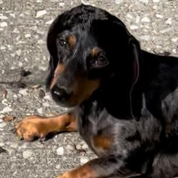 Janie - Dachshund